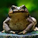 jopje
