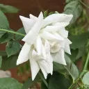 srisusrudhan