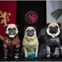 direpug avatar