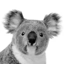chroala