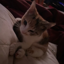 avatar 🕊𝗞𝗔𝗦𝗛🕊