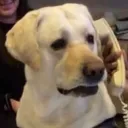 kiefydoinks