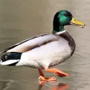 jakob31