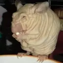 Аватар _euphxr1a_