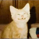 rogue_kitten