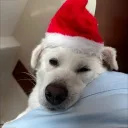 bigsili