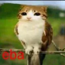 limmush_