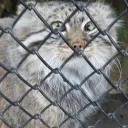 massivemanul