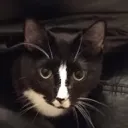 katvan