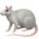 rato.jpg