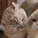 ayugtm