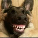 doggystyle3397 avatar