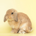 avatar ʎɐꓨɹǝɓuɐɹʇSɹǝɓuɐɹʇS