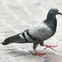avatar Mr. Pigeon