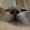 tacochang