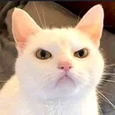 uncool_cat