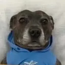 godzillaroses0538