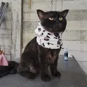 uwualish