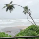 tropicaltrop avatar