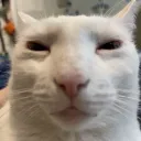 shite.