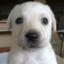 ohgik