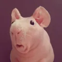 mariestof