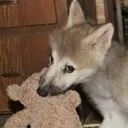 zdog505