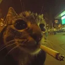 ._mangoii