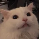 fennec2996