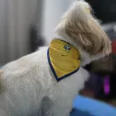 pedroaguiar