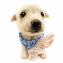 doguinho8706