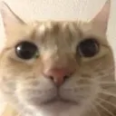 imjaejuingit
