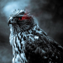 falcon13372#0 avatar
