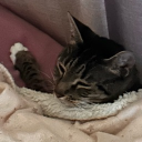 avatar CasualScreeching