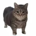 Аватар gidroksimetilhinoksilindioxid