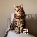 sunshineflipz