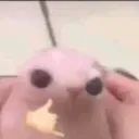 maxiemoose