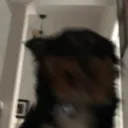 spyguyb