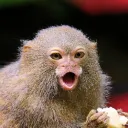 capuchimp