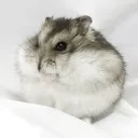 hamster768