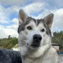 bossgamer453