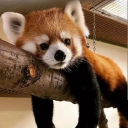 avatar .charlisinjured