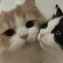 o__lo