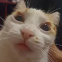 miaudasilva