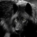wolfval14