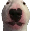 floppa_rey avatar