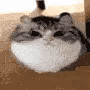 tmrxdev