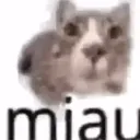 ienjoysillycars avatar