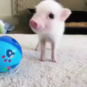 avatar Alefornite2008