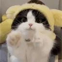 asianrocks__ avatar